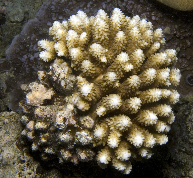 Acropora nasuta